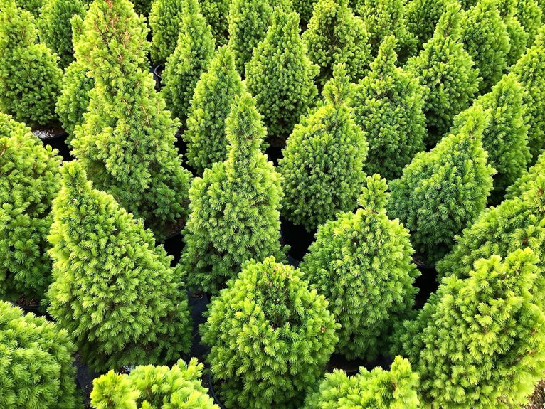 seasonal growth of green giant arborvitae