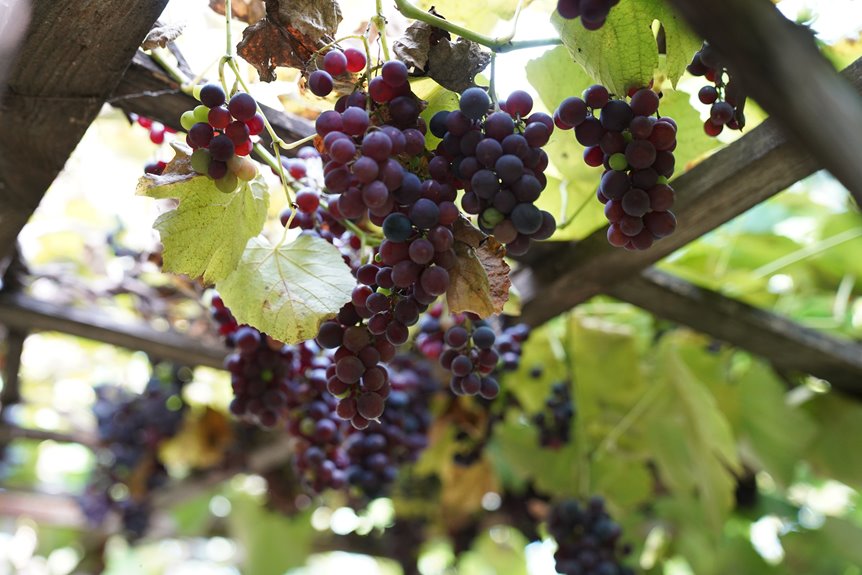 trellis grape vines efficiently